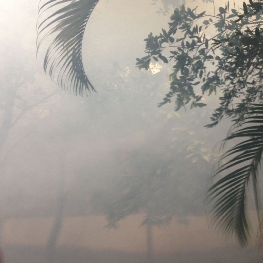 Dedetizadora de mosquito | Dedetização no Rio de Janeiro Dedetizadora de mosquito | Dedetização no Rio de Janeiro