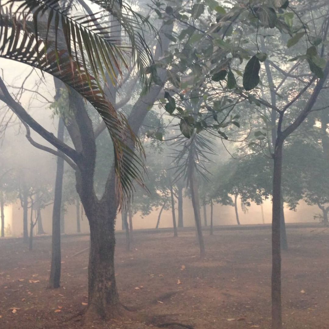 Dedetizadora de mosquito | Dedetização no Rio de Janeiro Dedetizadora de mosquito | Dedetização no Rio de Janeiro