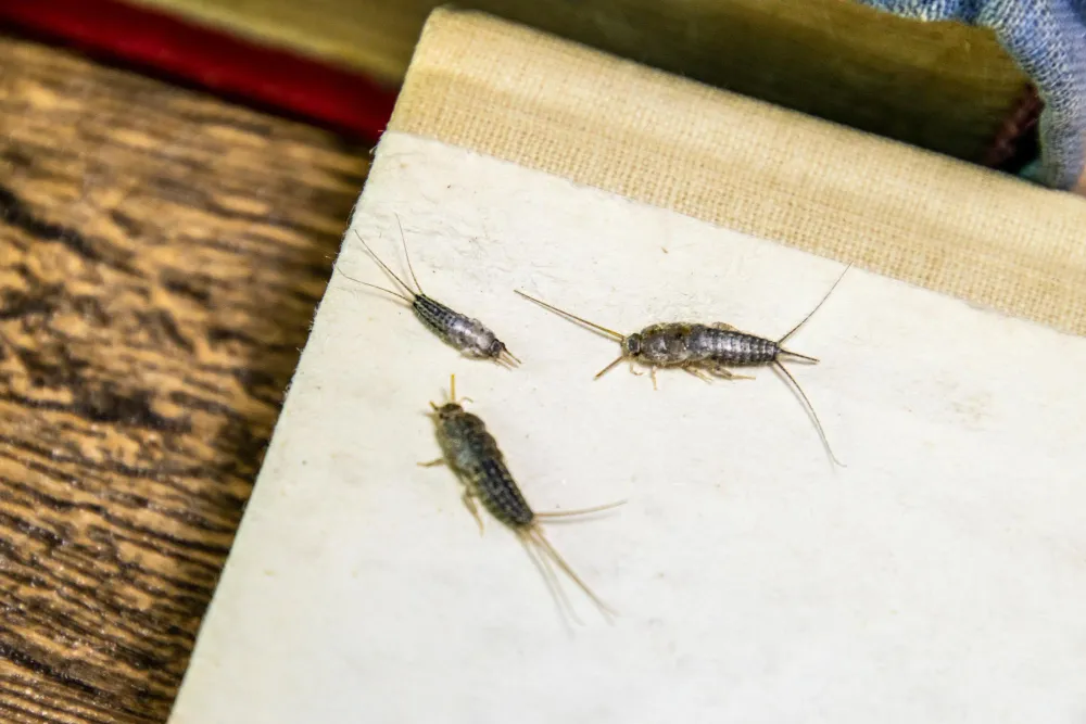 Dedetizadora de Traças - Rio de Janeiro // Dedetização Traças