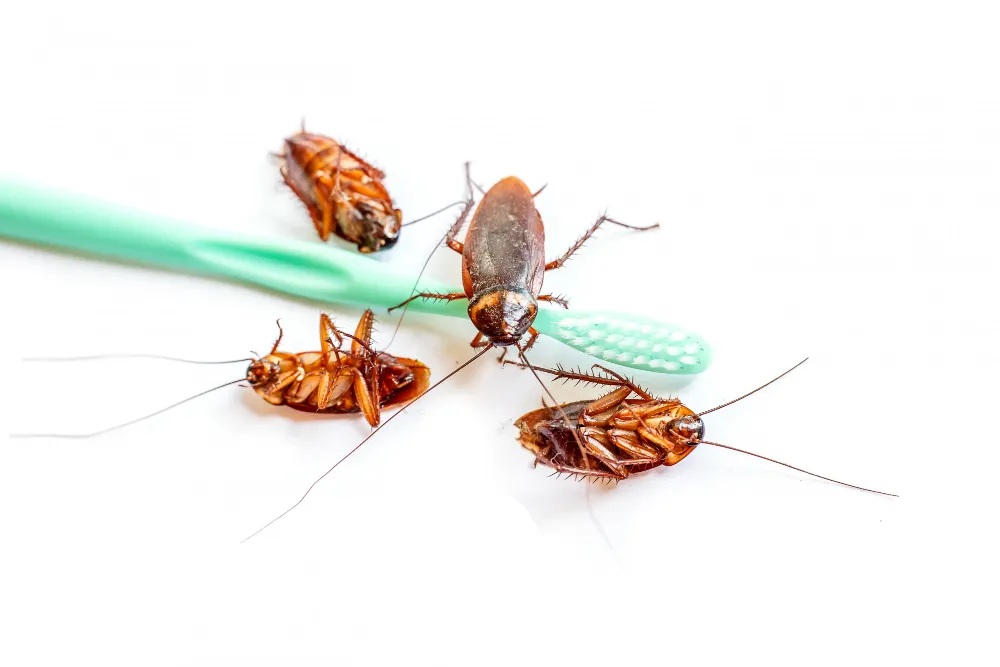 Dedetizadora de Baratas - Rio de Janeiro // Dedetização Baratas