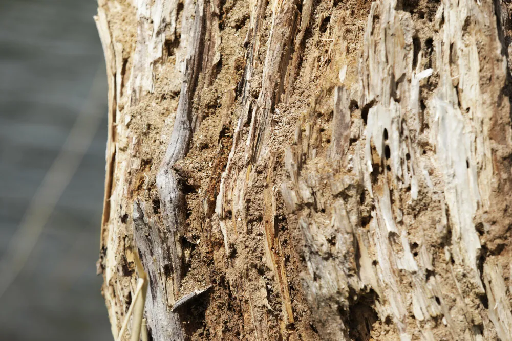 Dedetizadora de Brocas - Rio de Janeiro // Dedetização Brocas