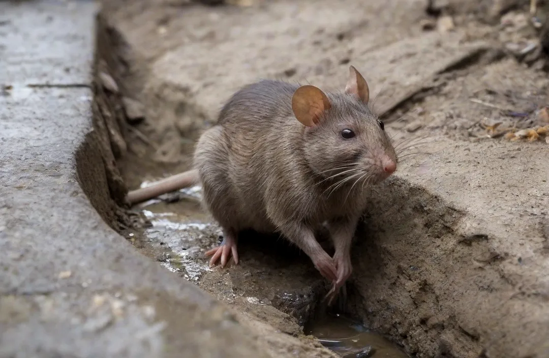 Dedetizadora em Jacarepaguá