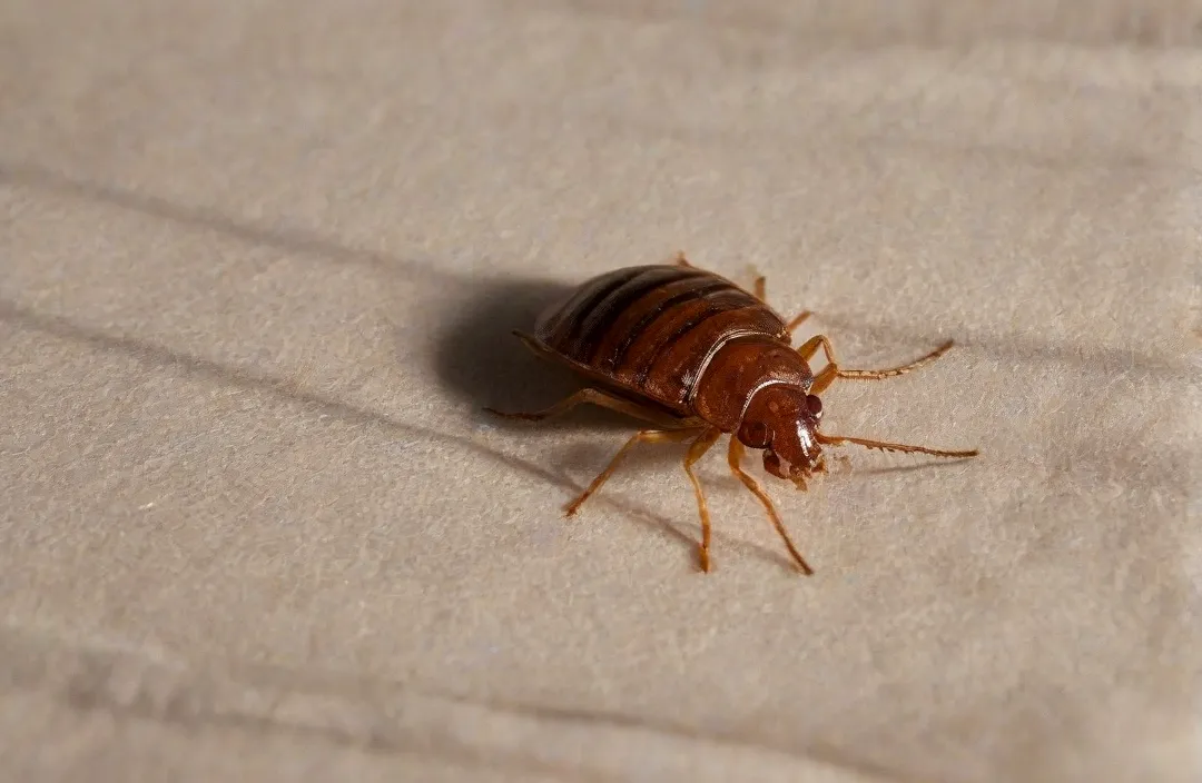 Dedetização de Percevejo de Cama - Rio de Janeiro // Dedetização