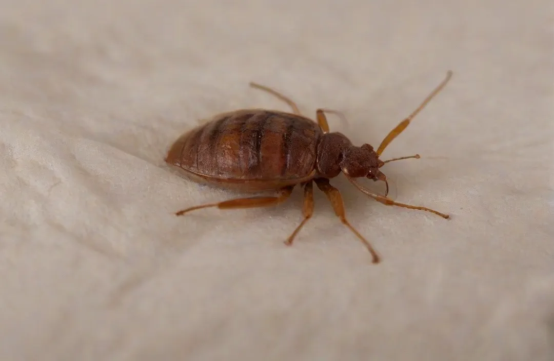 Dedetização de Percevejo de Cama - Rio de Janeiro // Dedetização Dedetização de Percevejo de Cama - Rio de Janeiro // Dedetização