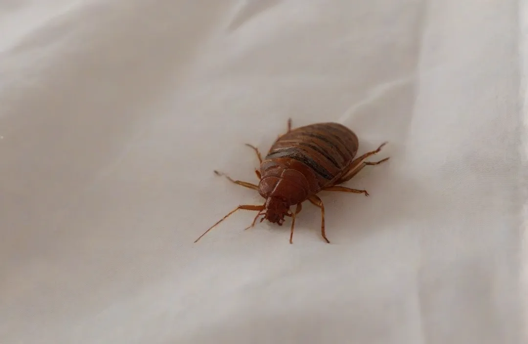 Dedetização de Percevejo de Cama - Rio de Janeiro // Dedetização