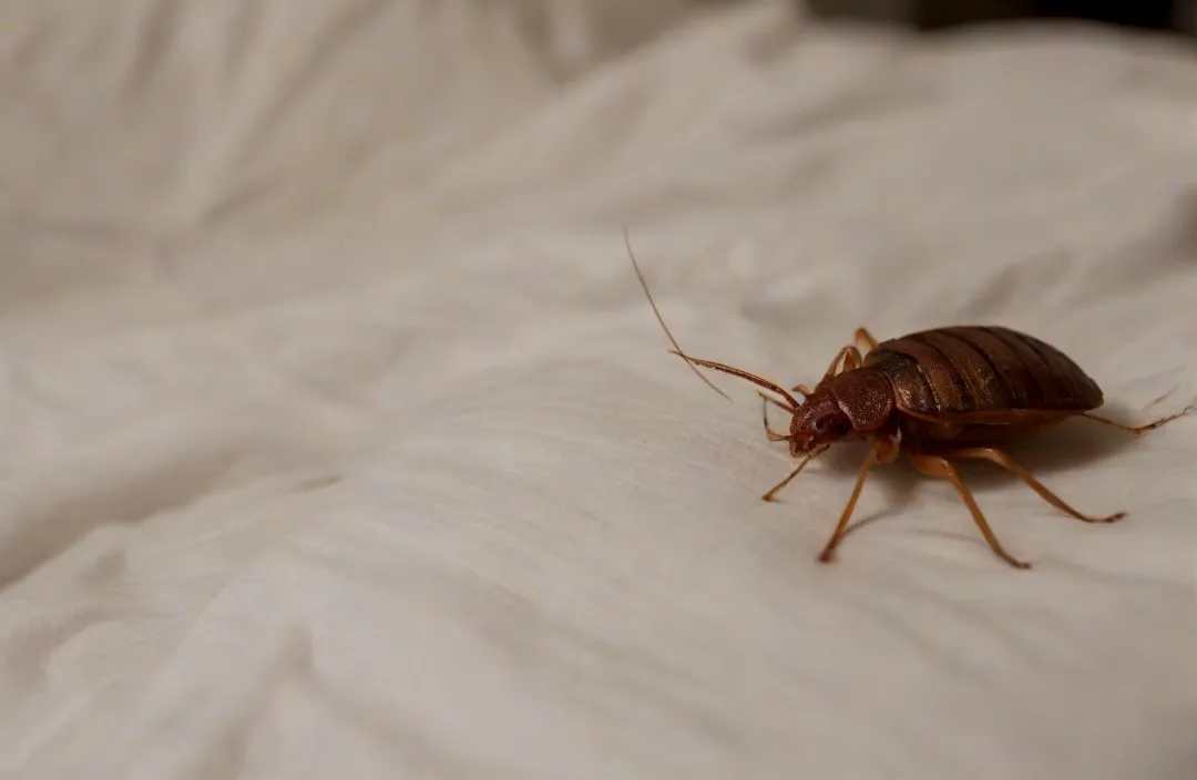 Dedetização de Percevejo de Cama - Rio de Janeiro // Dedetização Dedetização de Percevejo de Cama - Rio de Janeiro // Dedetização