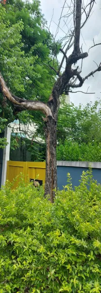 Dedetizadora de Cupim - Rio de Janeiro // Dedetização Cupins