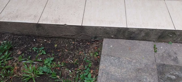 Dedetizadora de Cupim - Rio de Janeiro // Dedetização Cupins